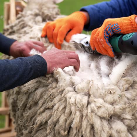 Man shearer shearing sheep. Process by which wool fleece of a sheep is cut off. Electric professional sheep manual hair clipper