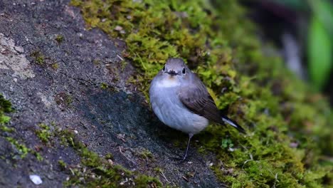 taiga flycatcher, female,