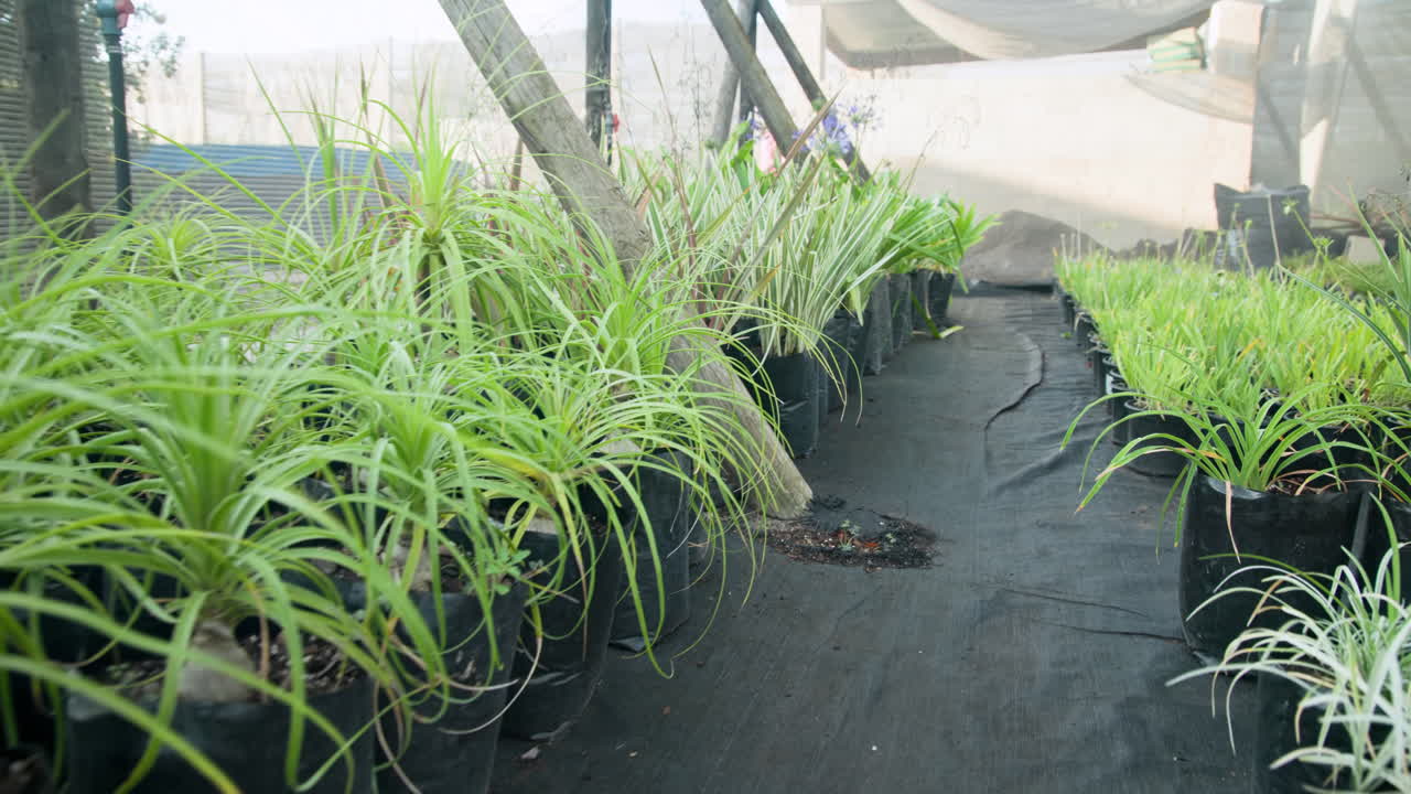 Green plants growing in black pots at greenhouse nursery, thriving under care