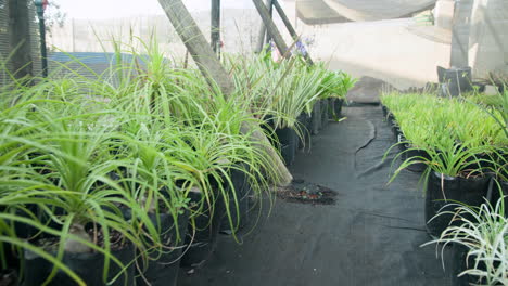 green plants growing in black pots at greenhouse nursery, thriving under care
