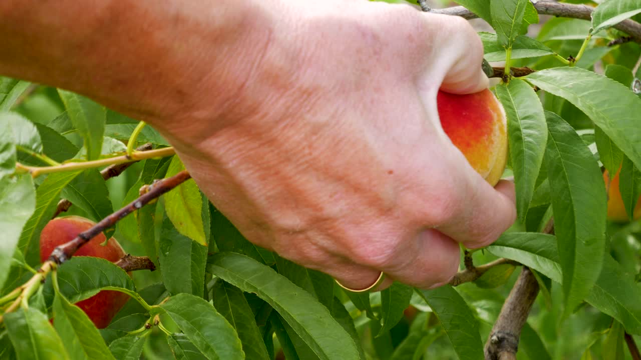 Mano di donna che controlla una pesca su un albero per vedere se è matura