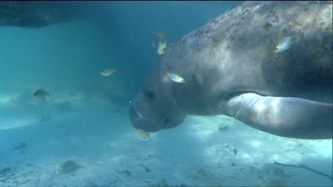 a manatee swims underwater 11