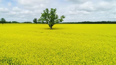 Oilseed-rape,-rapeseed-field-with-oak-tree-flyby