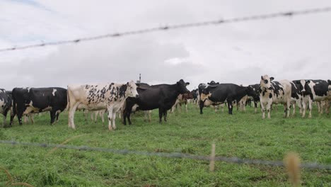 looking at cows through a barbed wire fence