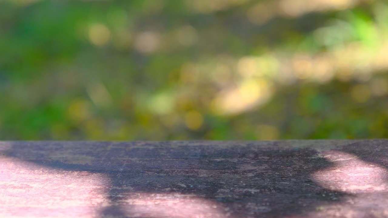 정원에서 보케 빛