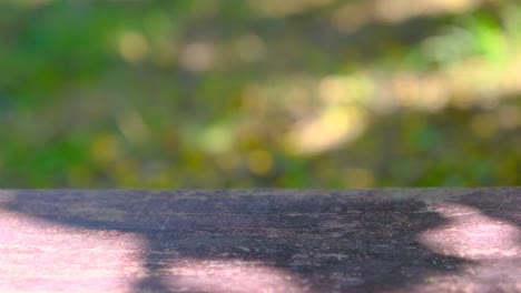 luz bokeh en el jardín