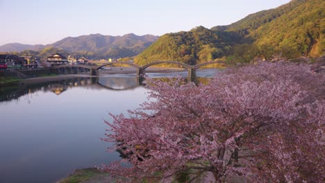 sunrise over kintaikyo bridge, pan revealing spring sakura in japan 4k