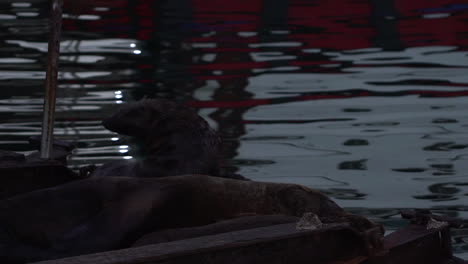 seal on the docks near the ocean water at dusk