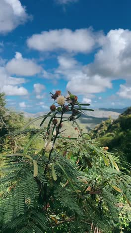 mountainous tropical landscape with lush vegetation