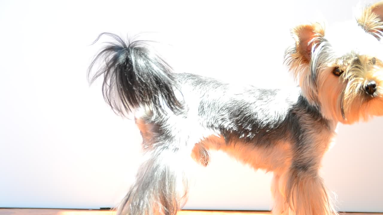 Yorkshire terrier yavrusu