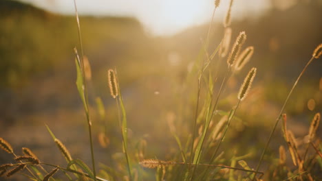 sunset over a field of grass