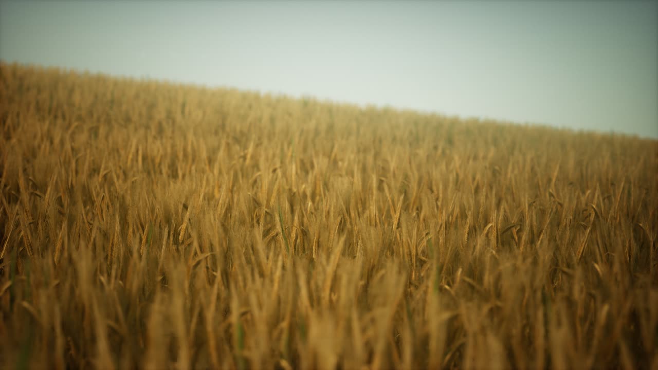 Dark stormy clouds over wheat field