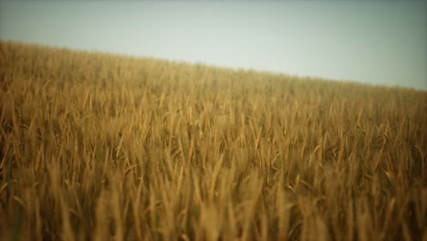 dark stormy clouds over wheat field