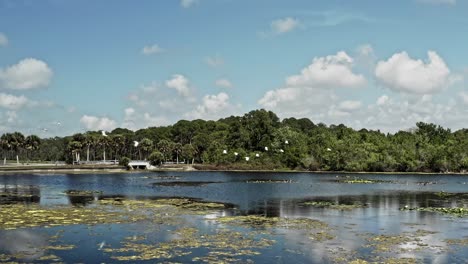 drone 4k sobrevuelo bajo del lago espejo con nenúfares