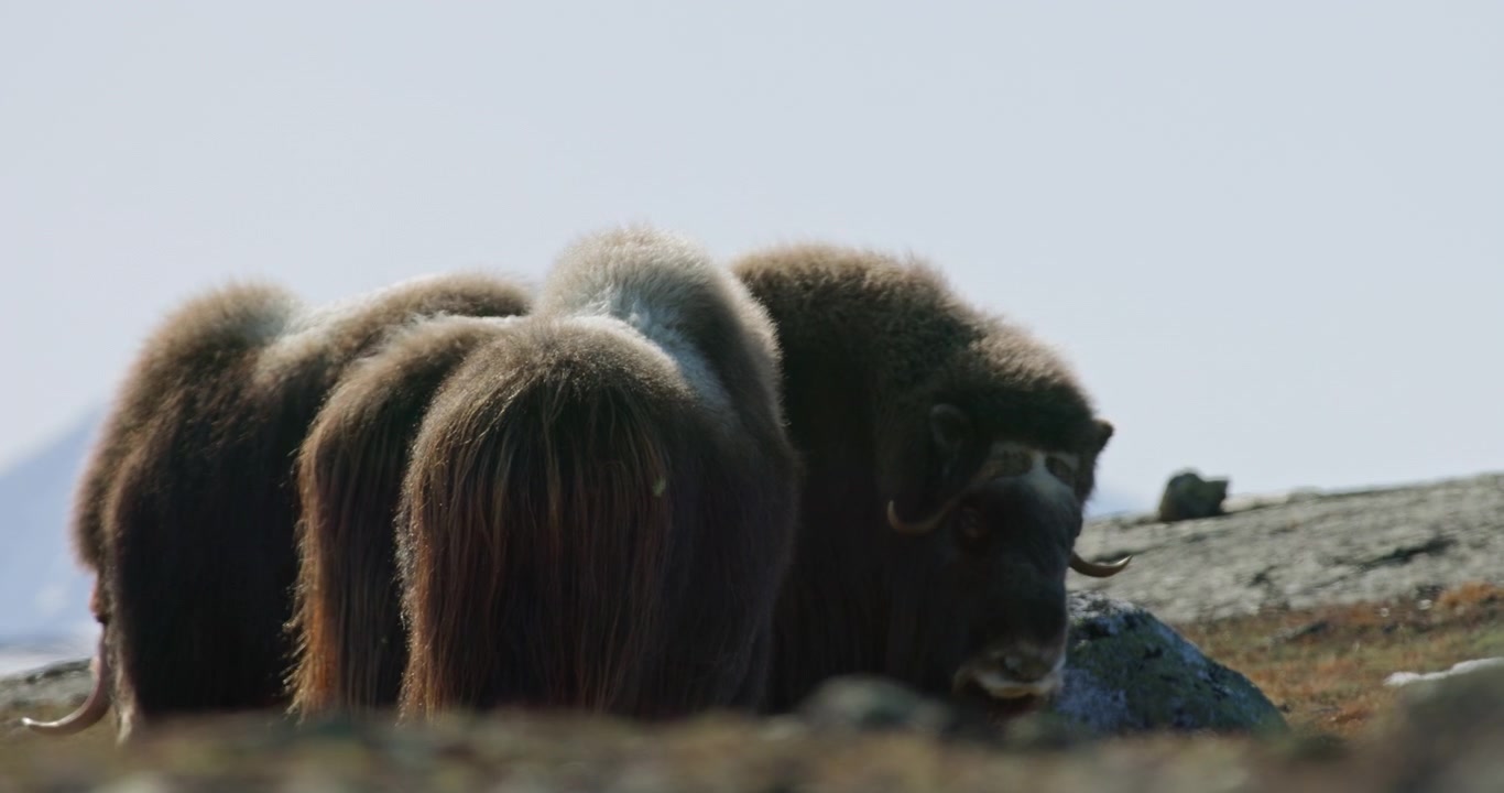 Four Backlit Muskoxen Standing Together in Dovrefjell, Norway
