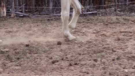 piernas de caballos trabajando en la arena