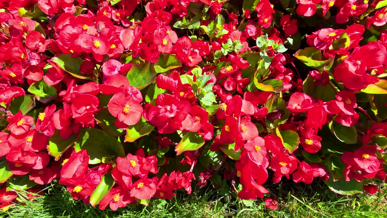 A steady camera pan moves over a dense bed of red begonia flowers in bright daylight, highlighting lush green leaves and vivid blooms
