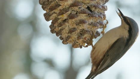 A-Eurasian-nuthatch-feeding-in-CLOSEUP,-tussling-with-great-tits