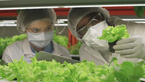 Young-Man-In-Protective-Workwear-Holding-Sample-Of-Green-Lettuce-Seedling-In-Small-Pot-While-His-Female-Colleague-Making-Notes