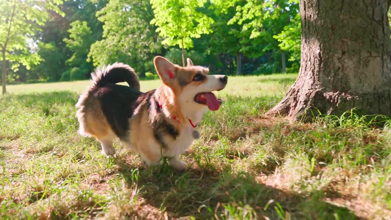 Perro Corgi juguetón corriendo sobre la hierba verde en cámara lenta