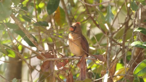 Weiblicher-Nördlicher-Kardinalvogel,-Der-In-Einem-Baum-Thront