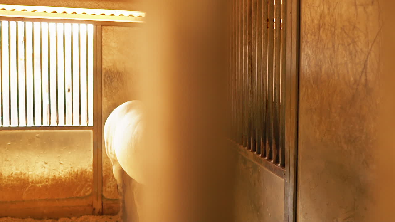 땋은 갈기를 가진 웅장한 백마가 마구간에 조심스럽게 서 있습니다