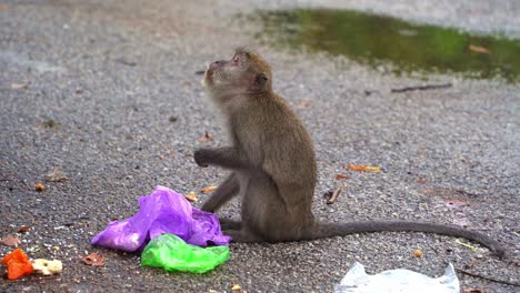 macaco comedor de cangrejos o macaco de cola larga manchado en el suelo rodeado de basura desechada y desechos plásticos, un alimentador oportunista busca comida entre la basura