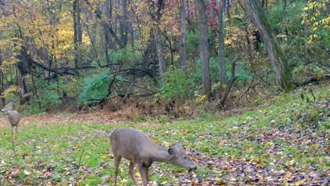 two whitetail deer in a clearing in the woods