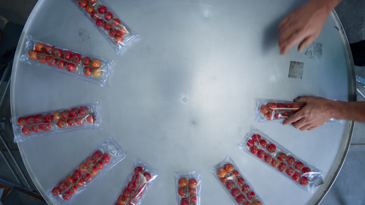 envases de tomate proceso de embalaje recolección de cajas de verduras rojas frescas de la máquina