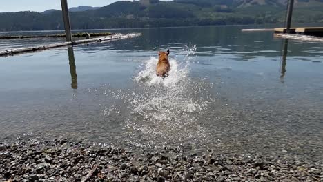 dog chasing stick at beautiful lake with blue skies