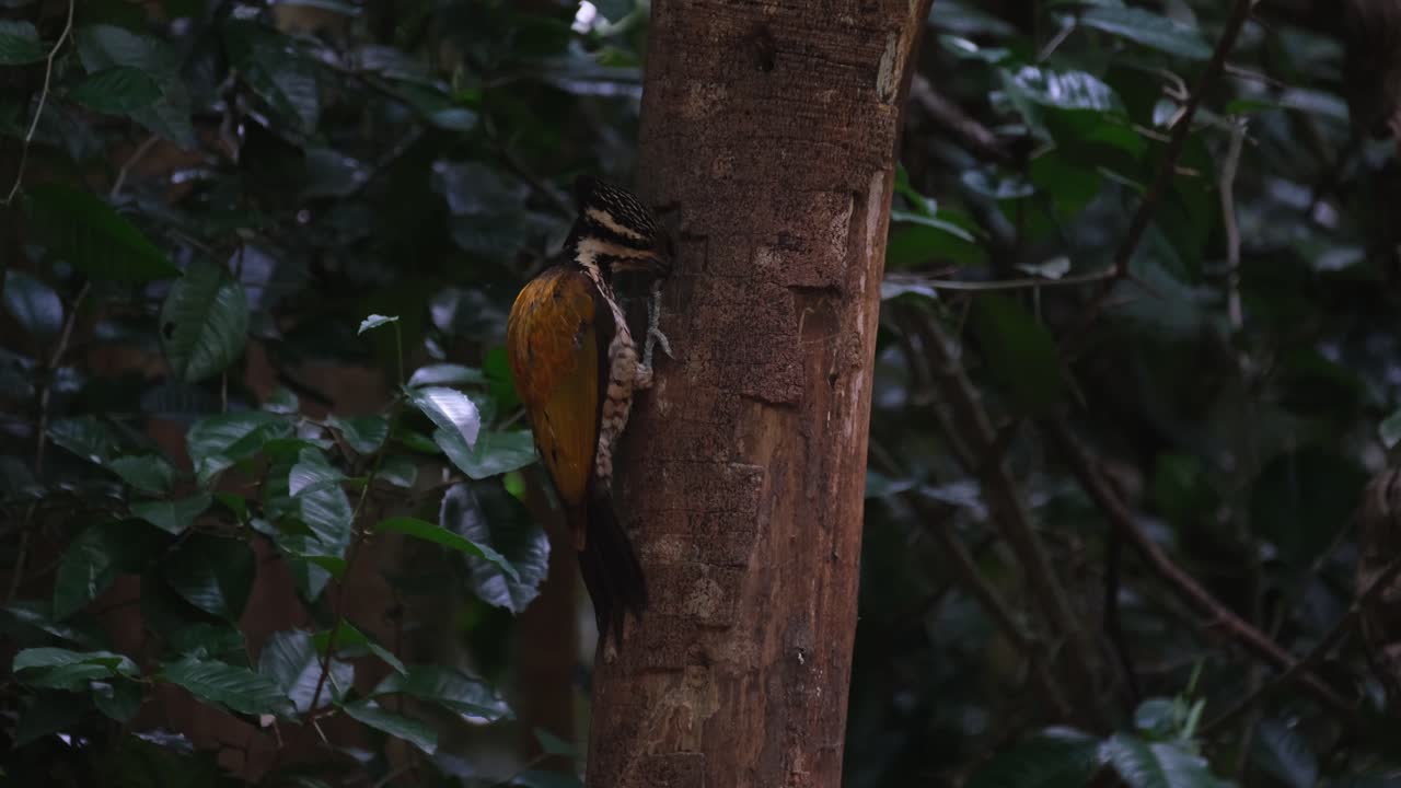 visto desde su lado metiendo su pico en la madriguera alcanzando larvas e insectos, común flameback dinopium javanense hembra, tailandia
