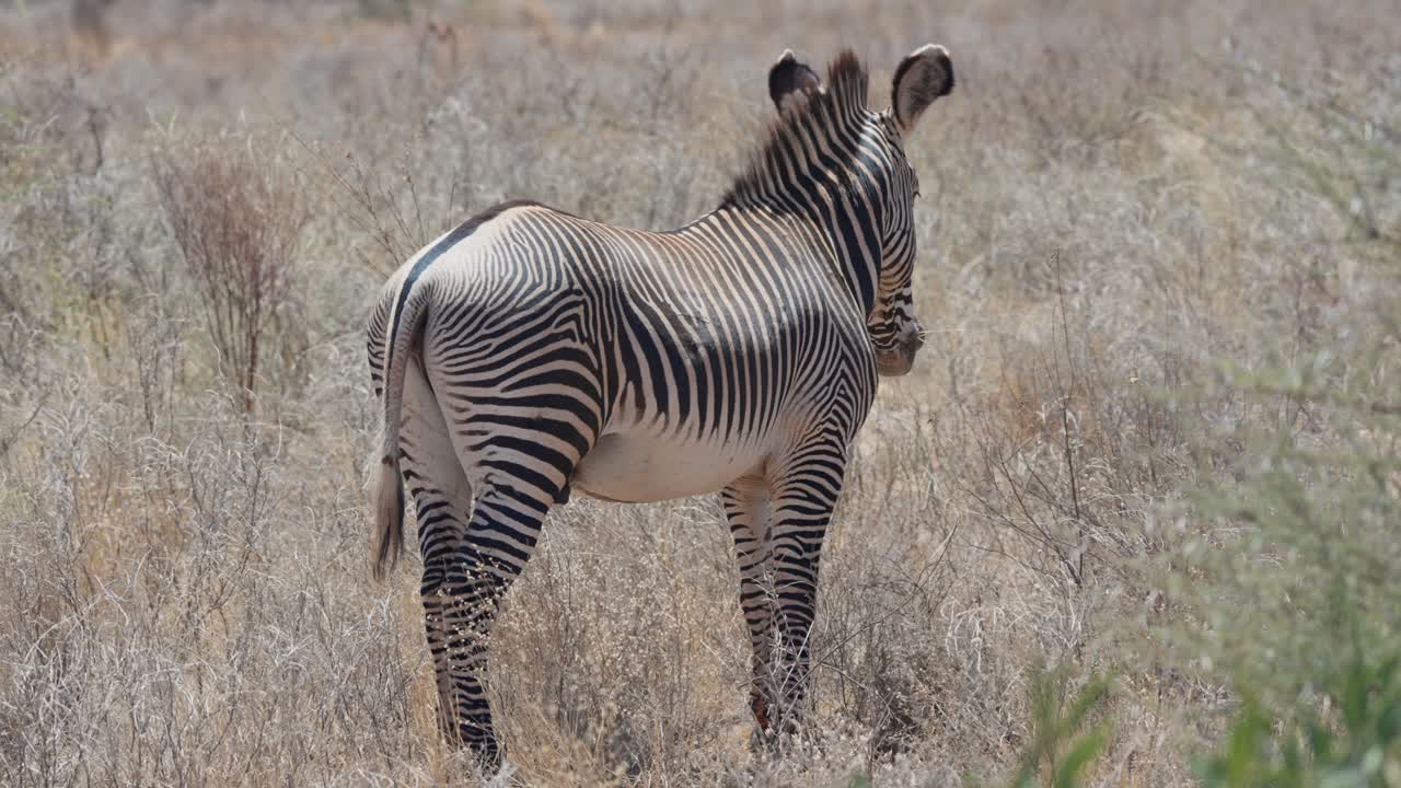 Grevy-zebraen står vagtsomt i den tørre savanne i Samburu, Kenya, og viser smalle striber og det karakteristiske dyreliv i Østafrika