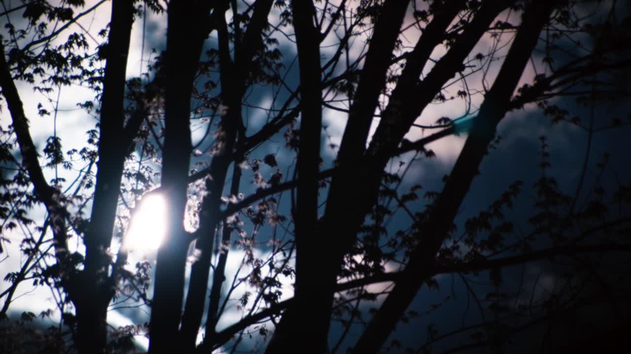 陽光透過樹木發光