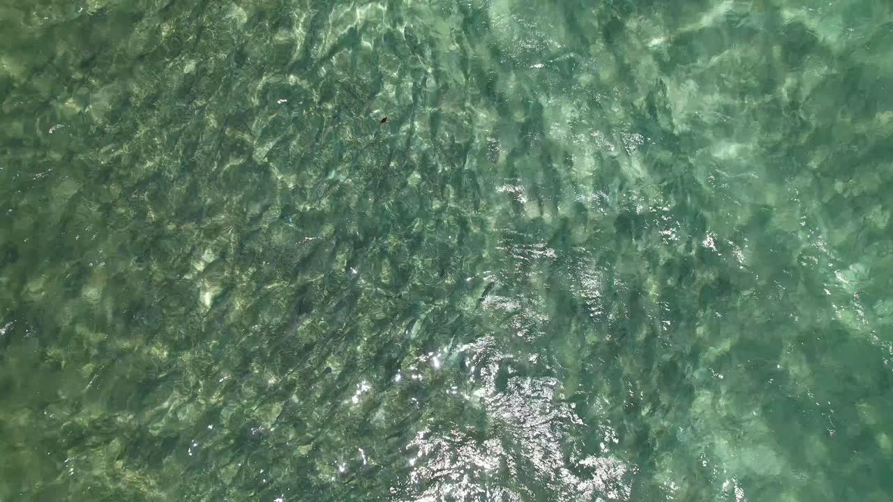 gran banco de peces de hueso visto desde el aire, mar del caribe los rocas venezuela