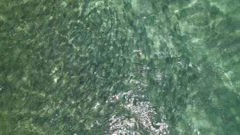 large shoal of bonefish seen from the air, caribbean sea los roques venezuela