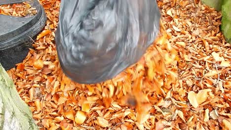 emptying leaves into composting area in garden