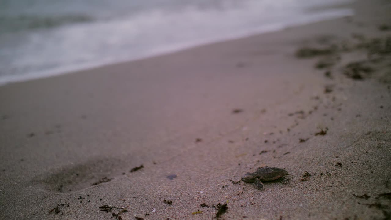 Close-up shot of a tired baby turtle struggling toward the ocean on sandy beach