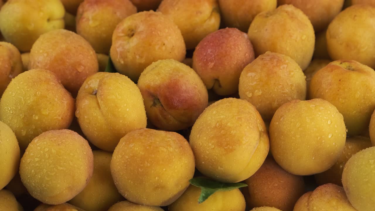 panorama vertical. albaricoques maduros y jugosos con gotas de rocío. fondo de frutas.