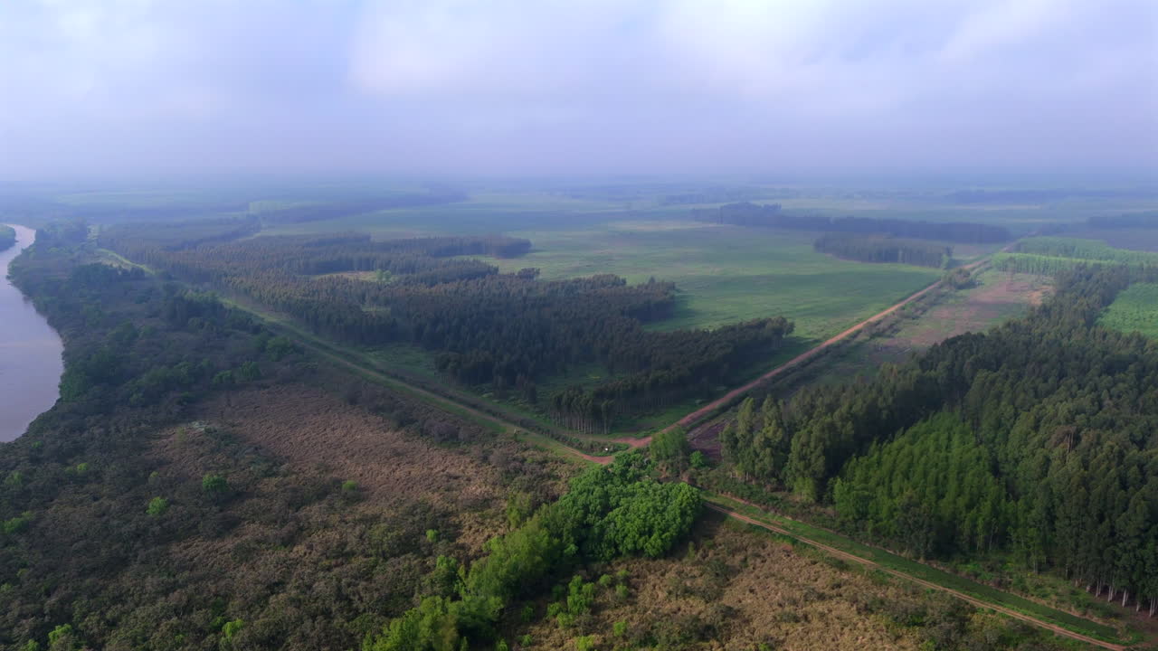 Aerial view over the Paraná Delta in Argentina showing stark contrast between dark geometric forest plantations and light irregular wetland vegetation patterns in early morning haze, drone shot