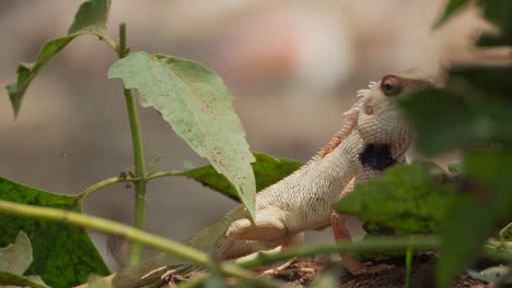 indian garden lizard walking on tress branch