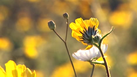 Closeup-Of-Wildflowers-Blooming-In-Death-Valley-National-Park-In-California