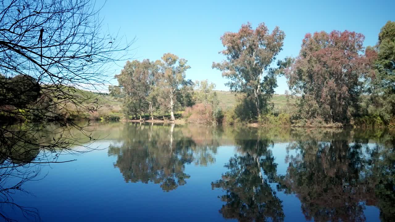 a moving shot of Eucalyptus trees reflected in the Jordan River
