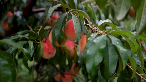 closeup of ripe red peach on a tree ready for picking