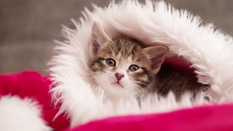 cute tabby kitten in a santa hat looking at you