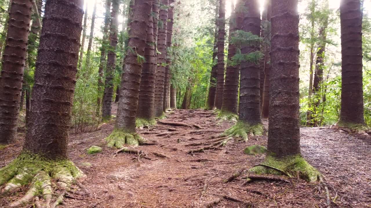 increíble toma aérea lenta del bosque, avión no tripulado volando entre los árboles de araucaria, el sendero del gigante durmiente, kauai, hawai