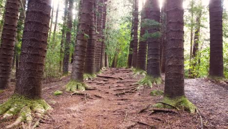 Amazing-slow-aerial-shot-of-the-forest,-Drone-flying-between-Araucaria-trees-,-Sleeping-giant-trail,-Kauai,-Hawaii