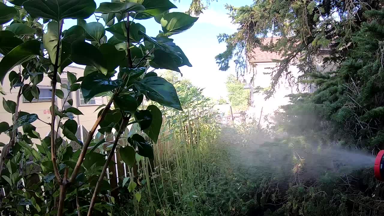 ⁇ 빛 속 에 호스 를 사용 하여 집 정원 에 물 을 공급 하는 것