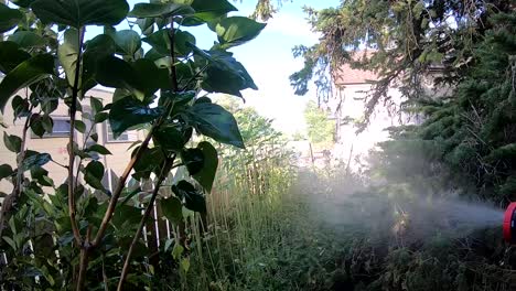 regando un jardín casero con manguera en el sol