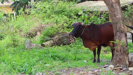 brown cow standing and moving in a green field