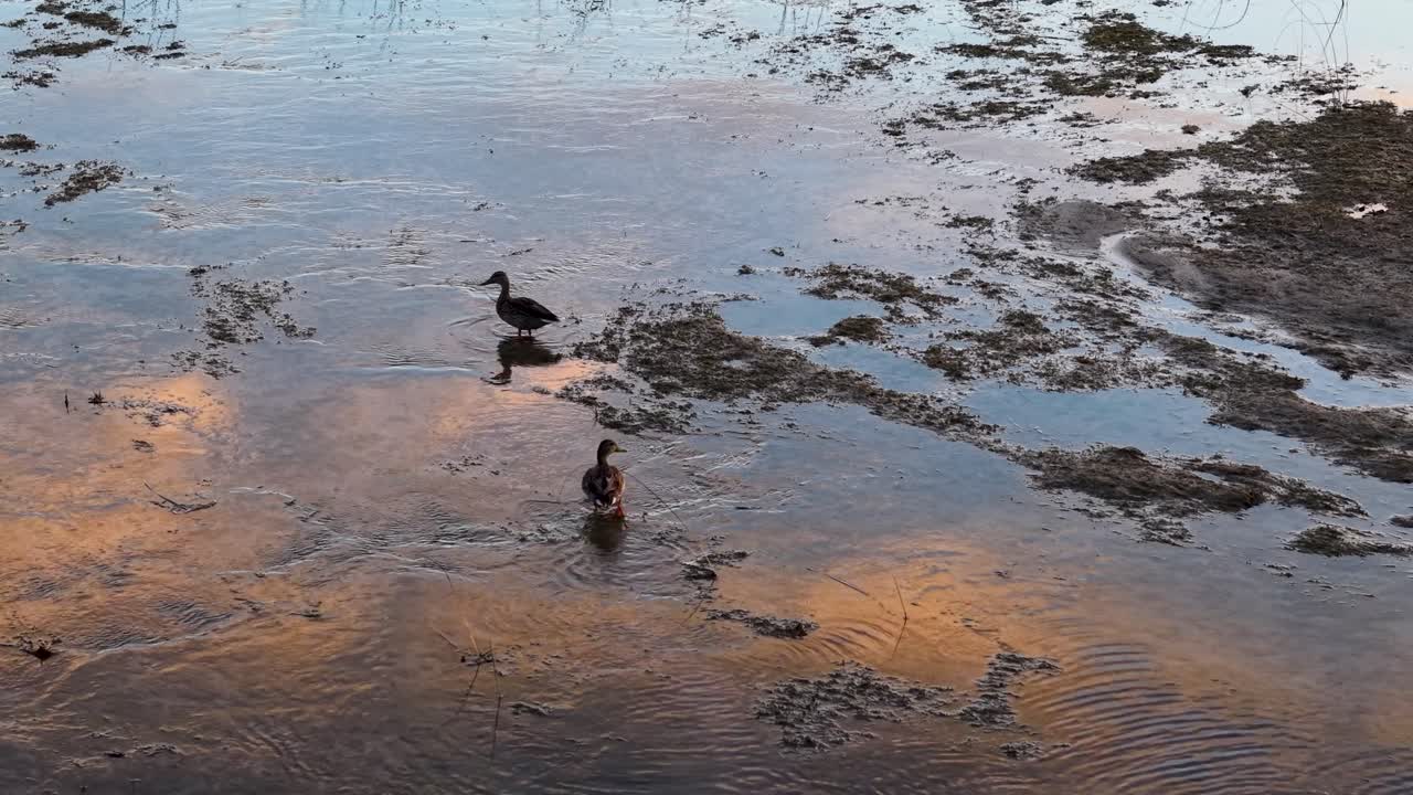 Ducks foraging in wet sand and shallow water at golden hour with colorful reflections.